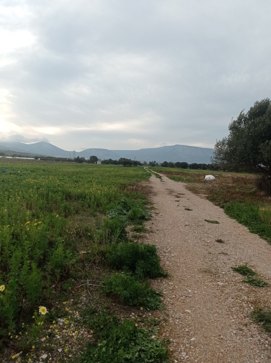 (For Rent) Land Agricultural Land  || East Attica/Markopoulo Mesogaias - 8.127 Sq.m, 700€