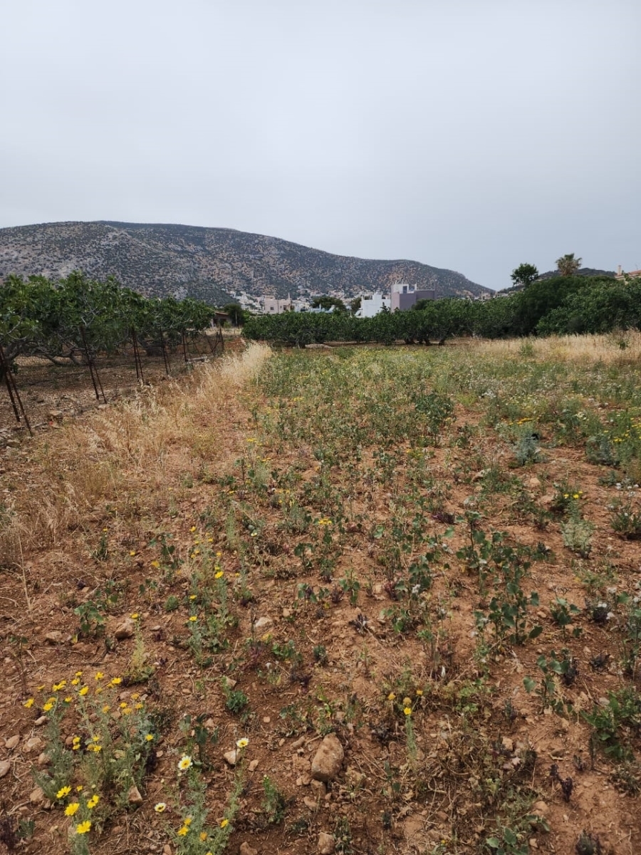(For Sale) Land Plot for development || East Attica/Markopoulo Mesogaias - 330 Sq.m, 60.000€