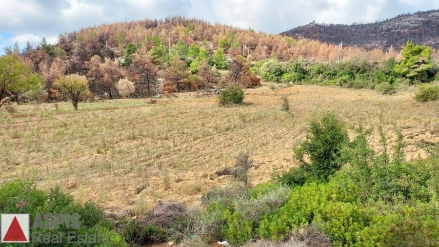 (For Sale) Land Plot out of City plans || East Attica/Polidendri - 6.500 Sq.m, 250.000€
