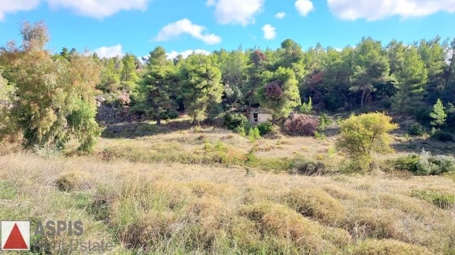 (For Sale) Land Plot out of City plans || East Attica/Polidendri - 8.000 Sq.m, 200.000€