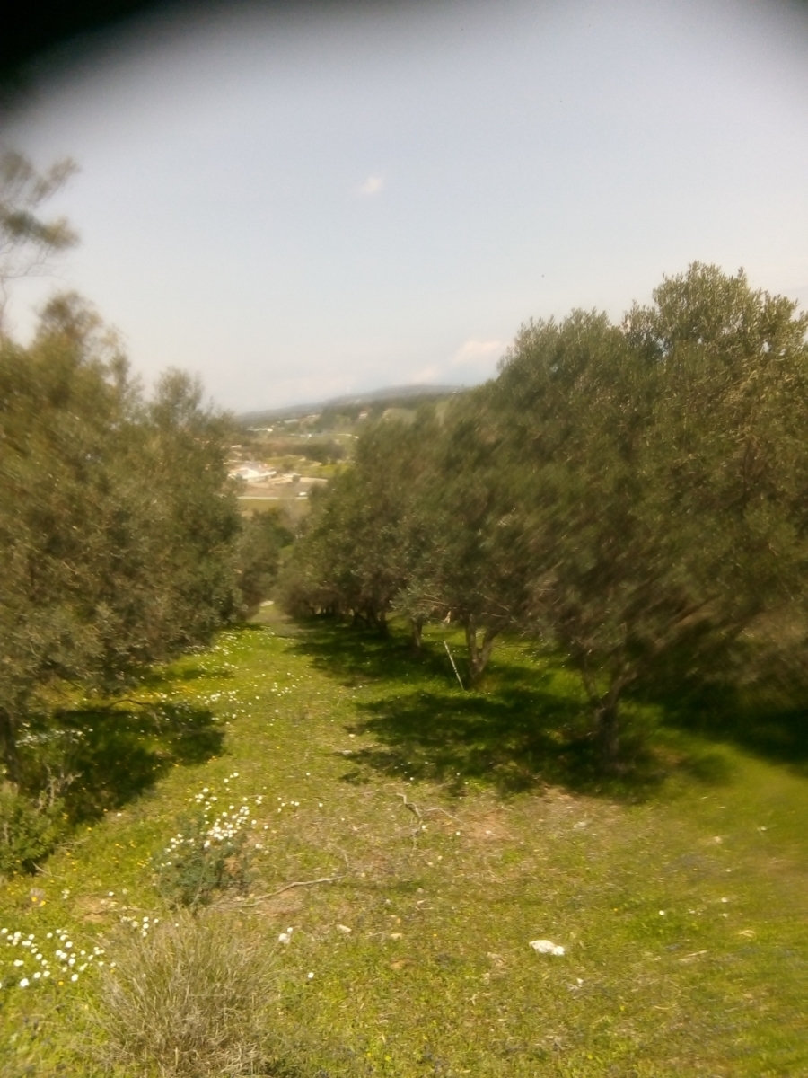 (For Sale) Land Agricultural Land  || East Attica/Markopoulo Mesogaias - 2.550 Sq.m, 50.000€