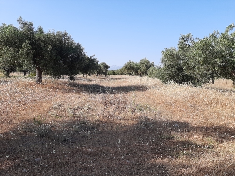 (For Sale) Land Agricultural Land  || East Attica/Koropi - 4.762 Sq.m, 75.000€