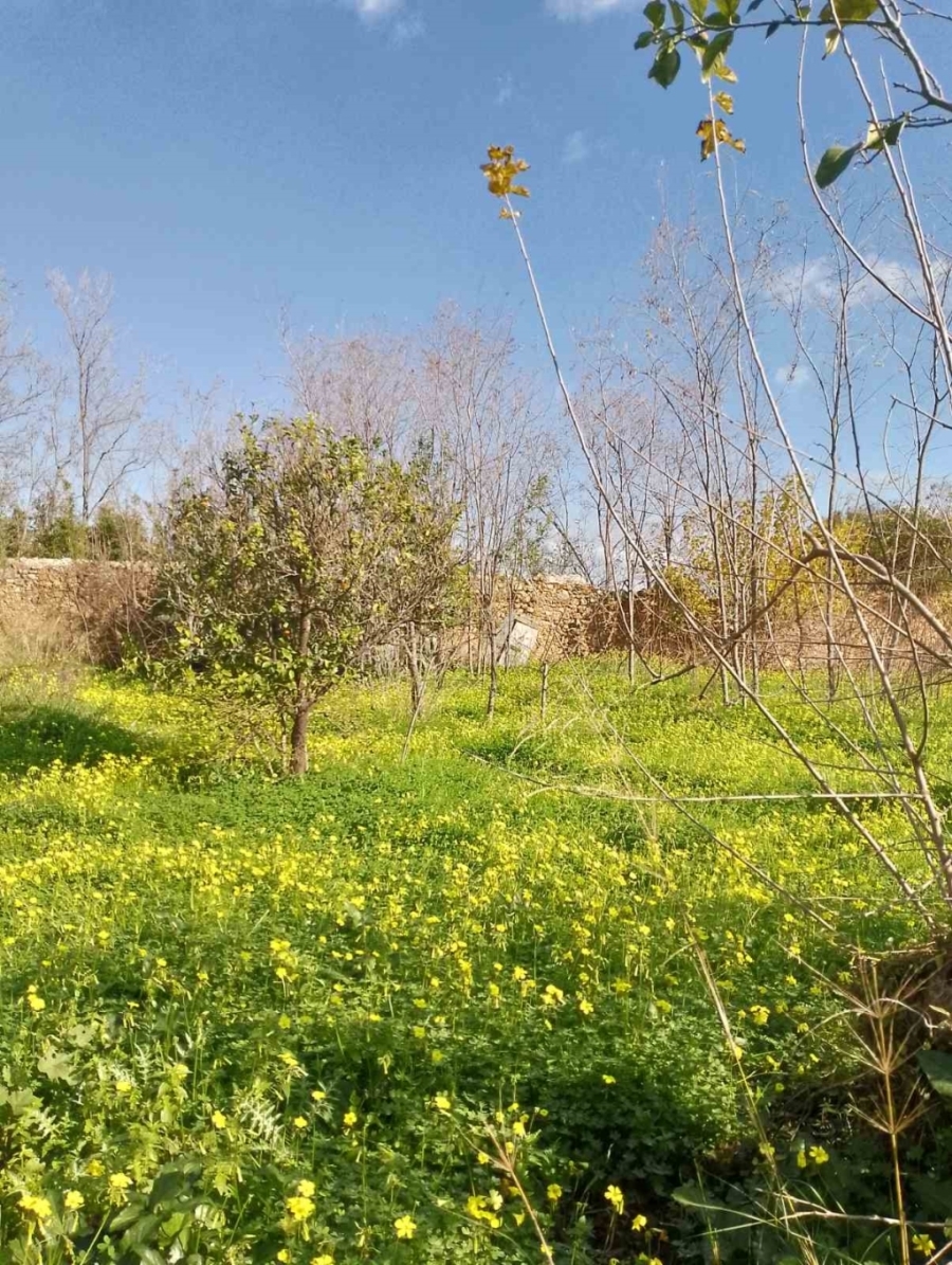 (For Sale) Land Plot || Chania/Therisos - 1.603 Sq.m, 145.000€