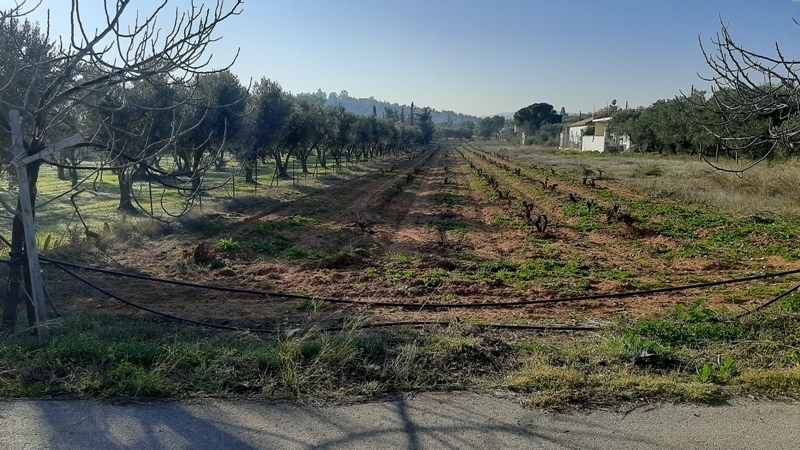 (For Sale) Land Agricultural Land  || East Attica/Koropi - 3.600 Sq.m, 54.000€