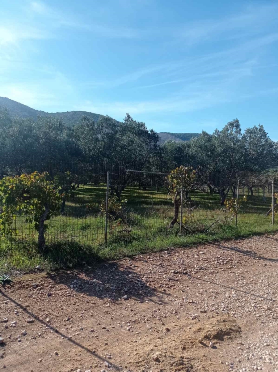 (For Sale) Land Agricultural Land  || East Attica/Markopoulo Mesogaias - 3.200 Sq.m, 58.000€