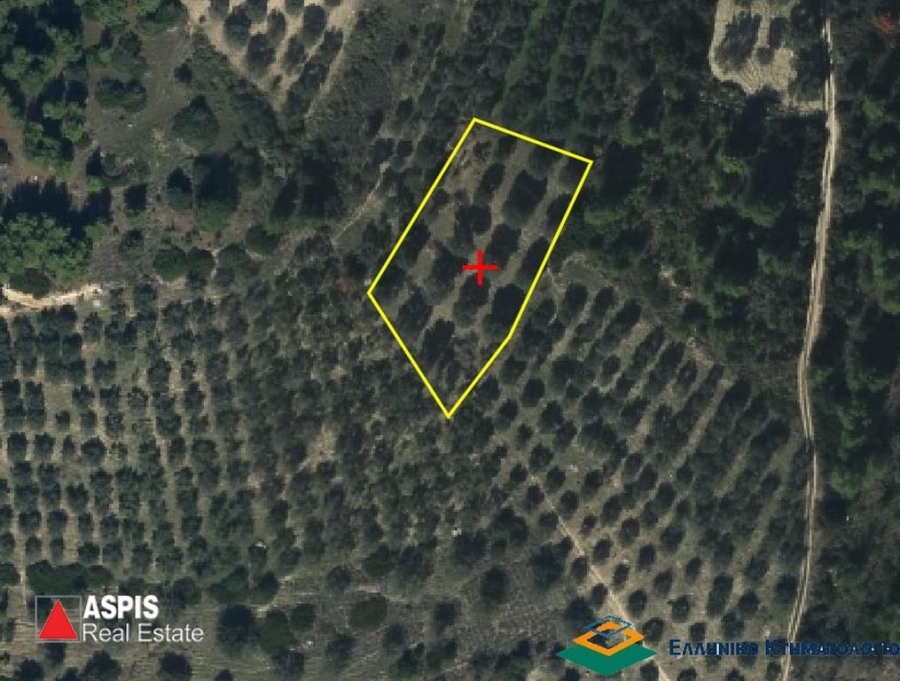 (For Sale) Land Agricultural Land  || Evoia/Messapia - 1.963 Sq.m, 7.000€