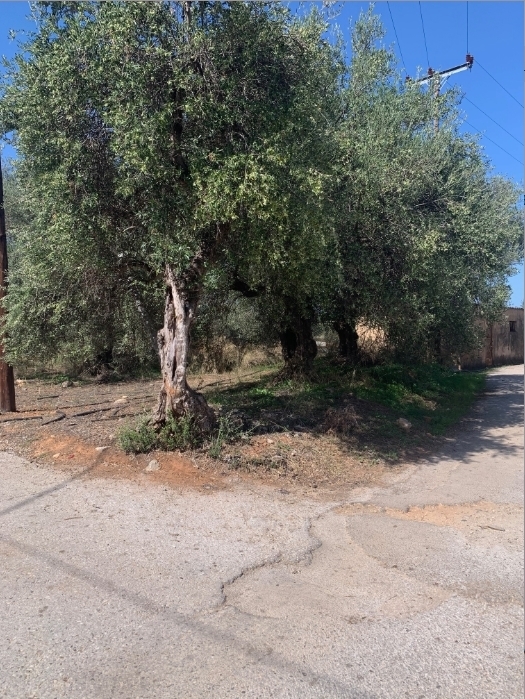 (For Sale) Land Agricultural Land  || Chania/Souda - 570 Sq.m, 4.560€
